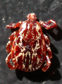 American Dog Tick